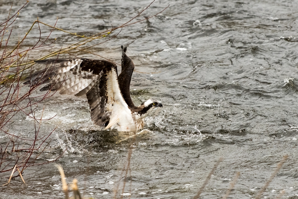 Osprey catching a fish