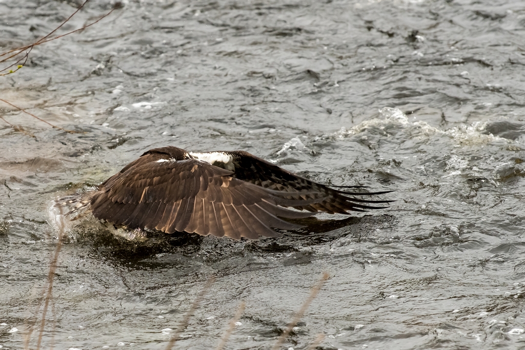 Osprey catching a fish