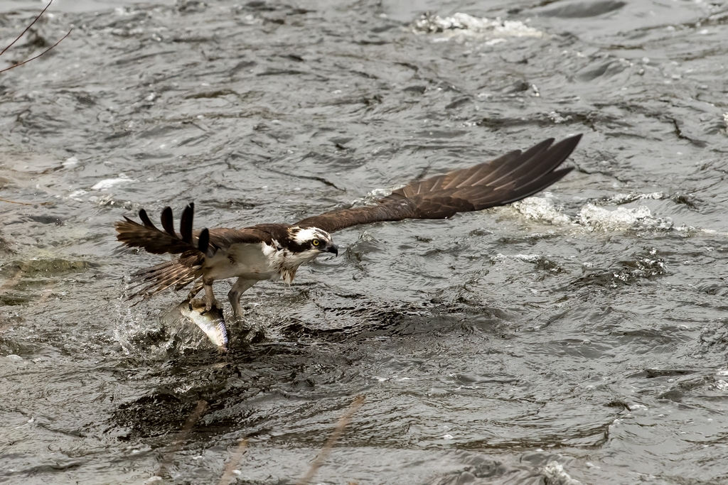 Osprey catching a fish
