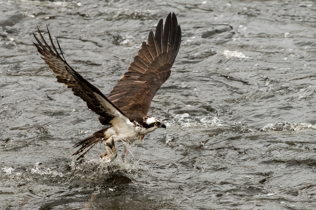 Osprey catching a fish