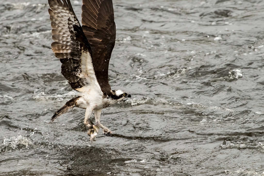 Osprey catching a fish