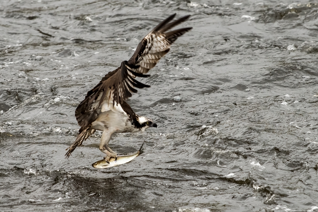 Osprey catching a fish