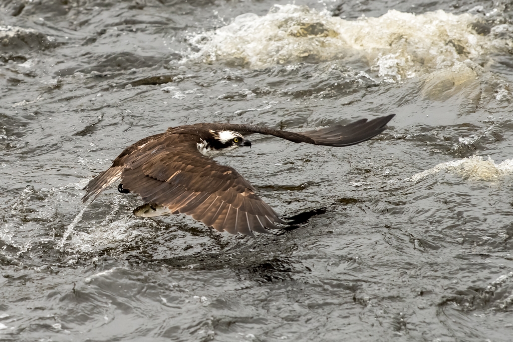 Osprey catching a fish