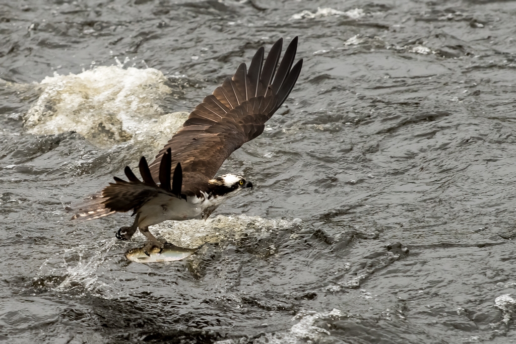 Osprey catching a fish