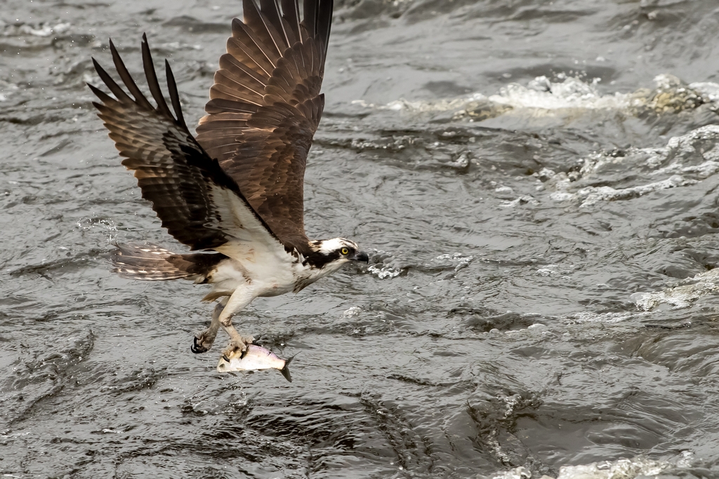 Osprey catching a fish