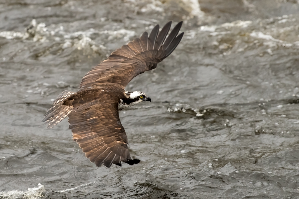 Osprey catching a fish
