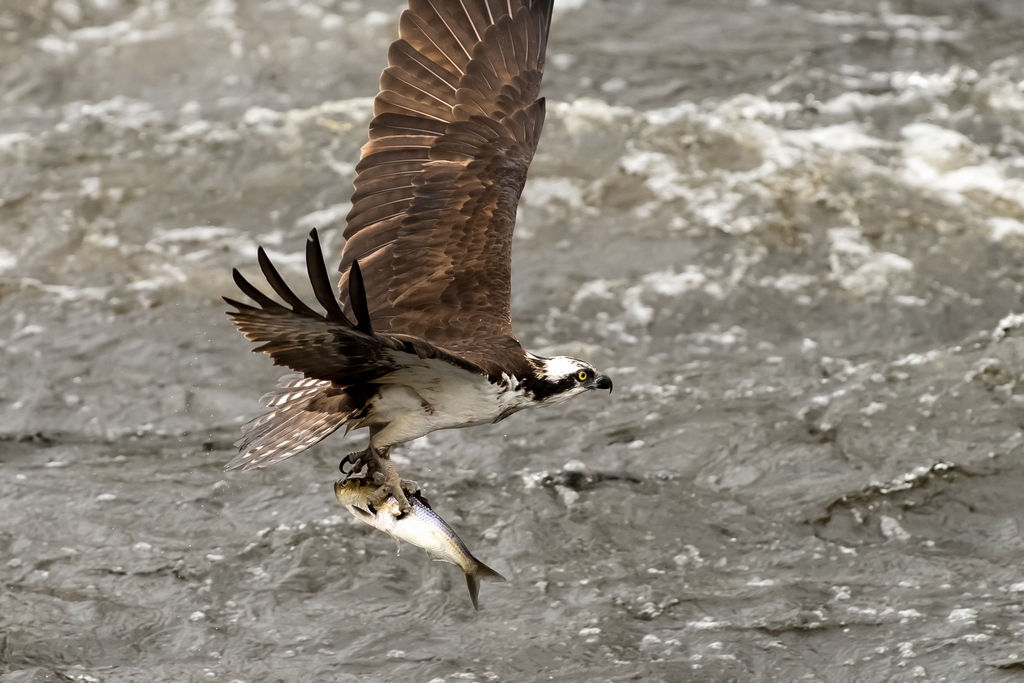 Osprey catching a fish