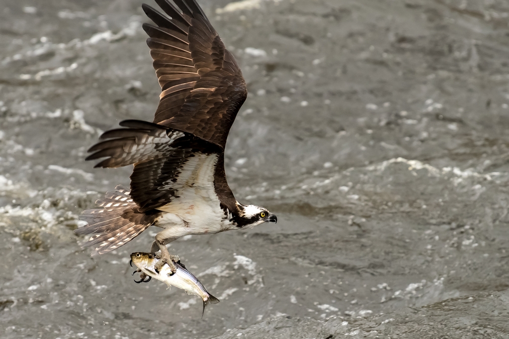 Osprey catching a fish