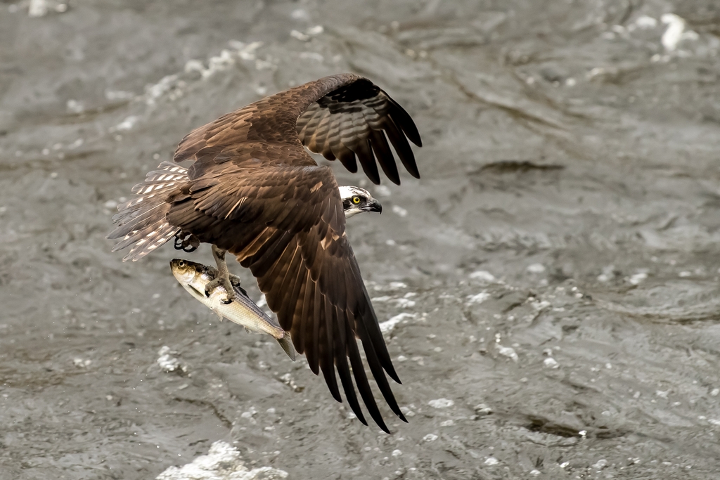 Osprey catching a fish