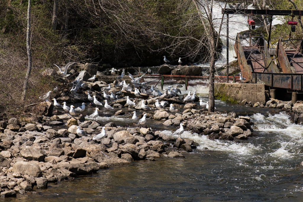 Many gulls