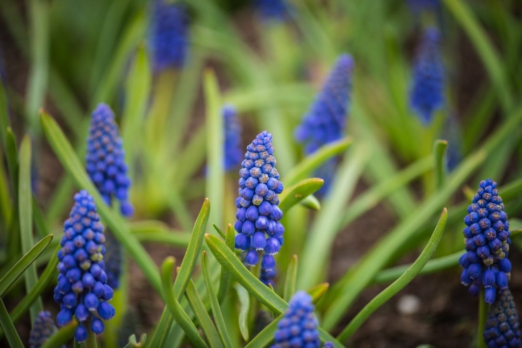 Grape Hyacinth