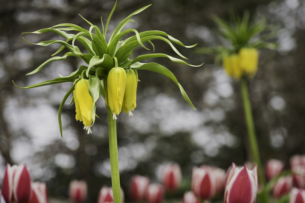 Tall flower above tulips