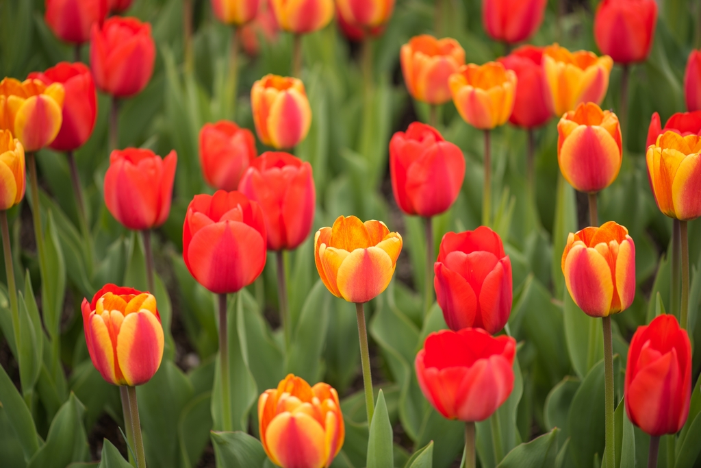 Orange tulips