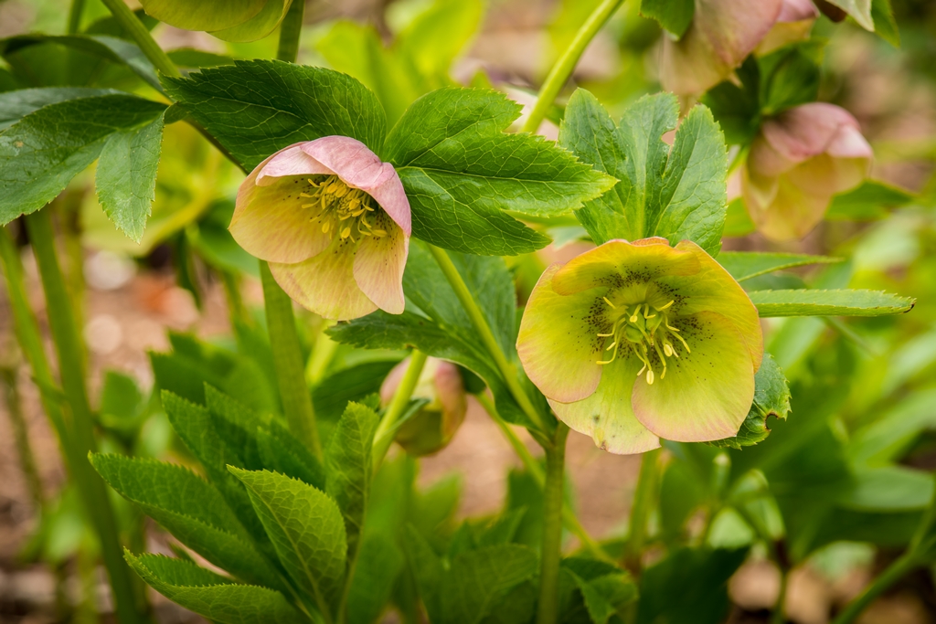 Hellebore