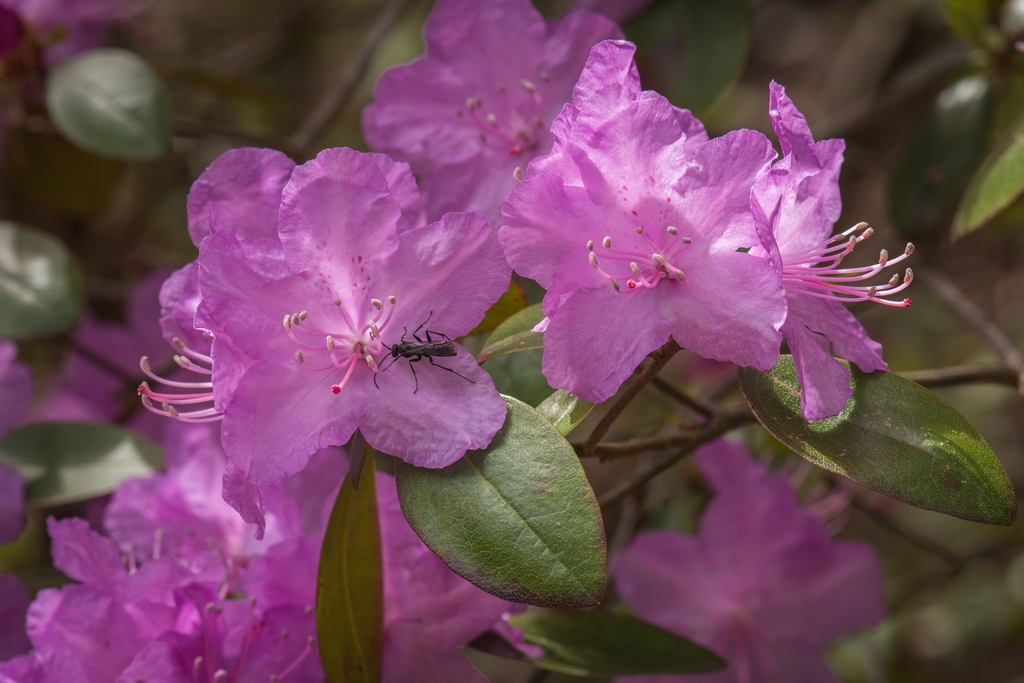 Insect on purple flower