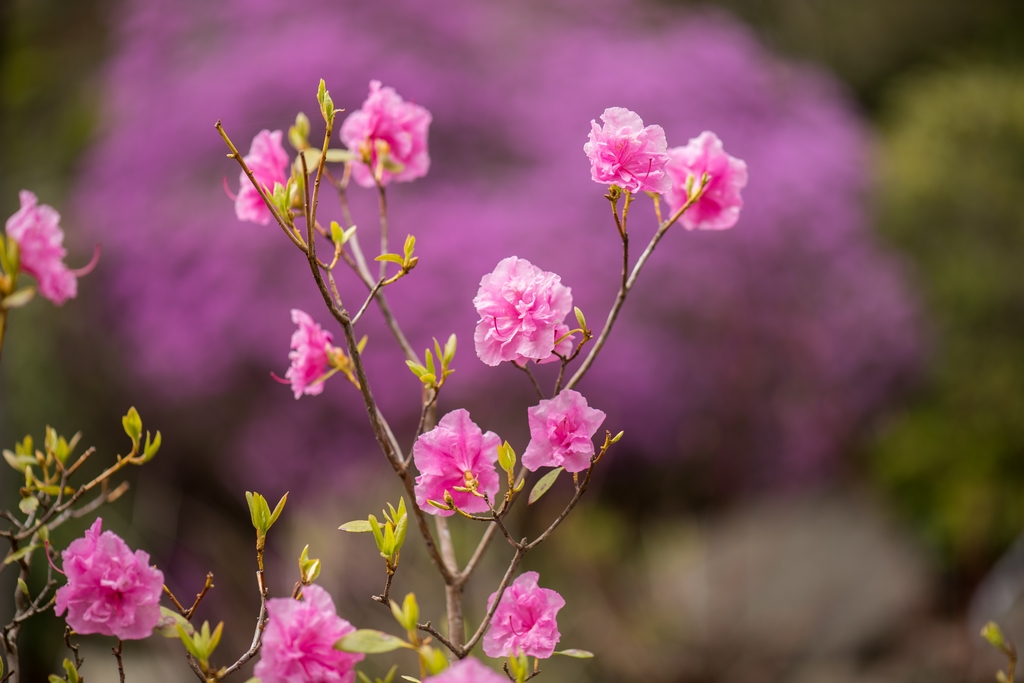 Pink flowers