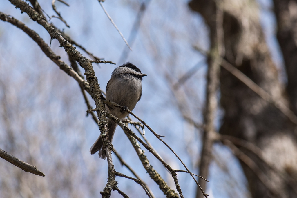 Chickadee on branch