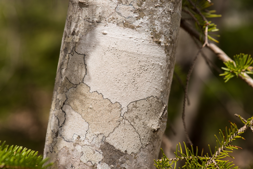 tree bark