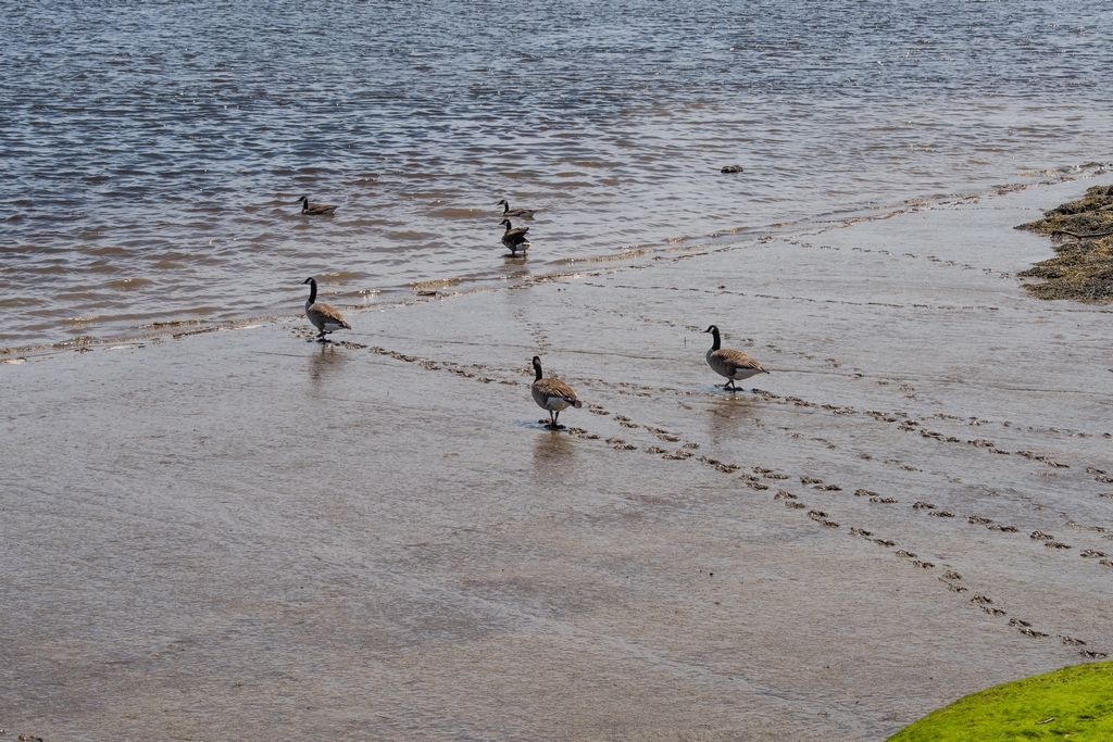 Geese walking across sand to water