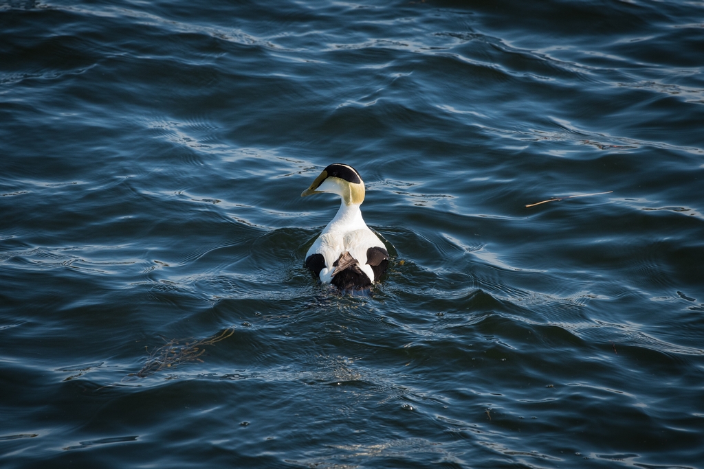 Common Eider