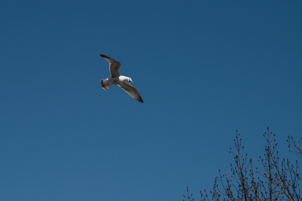 Gull in flight