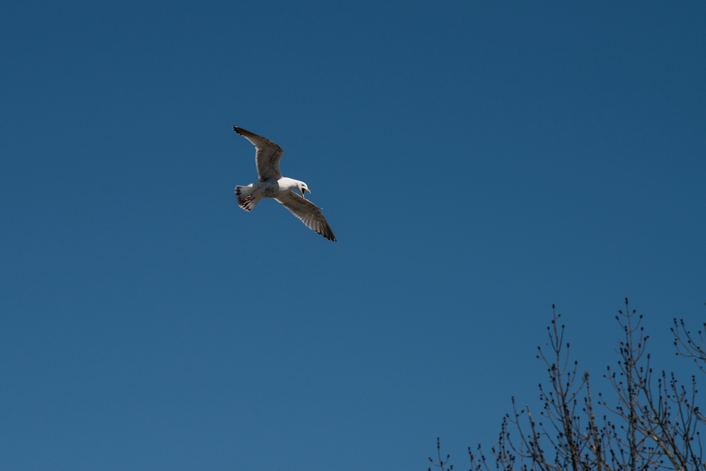 Gull in flight