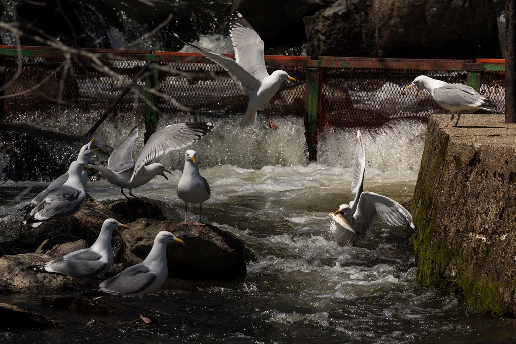 Gull catching fish while others watch