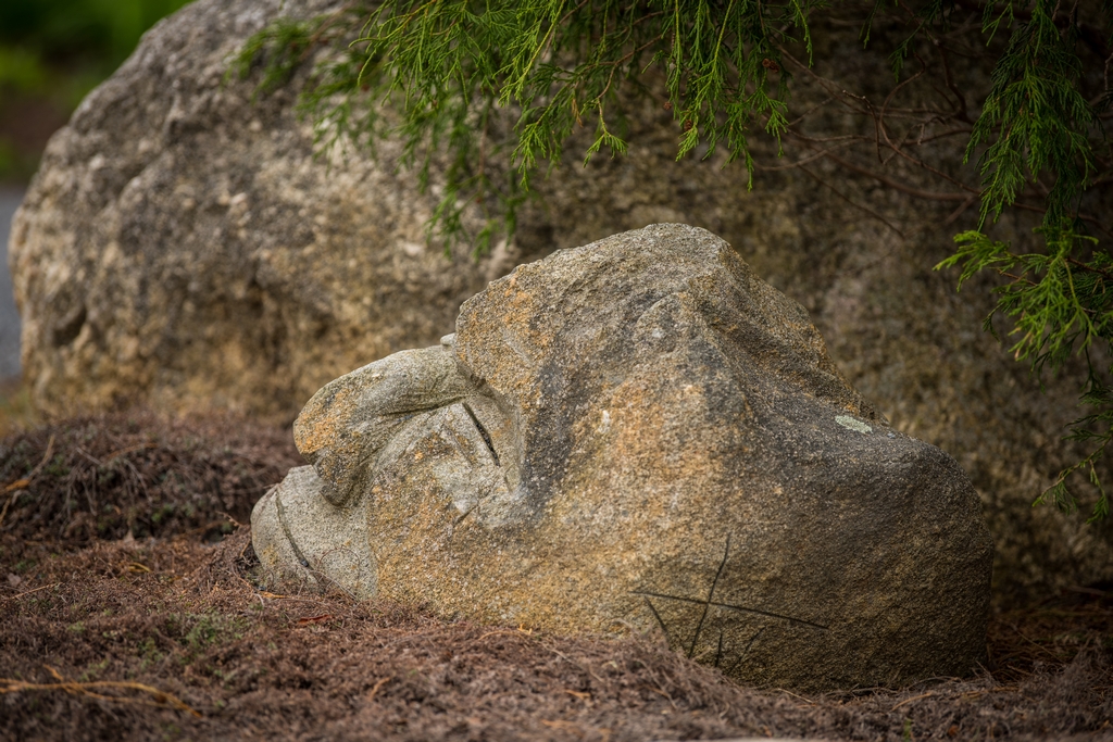 Rock Head on ground