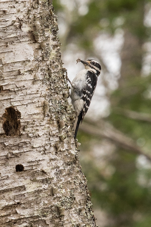 Woodpecker with meal