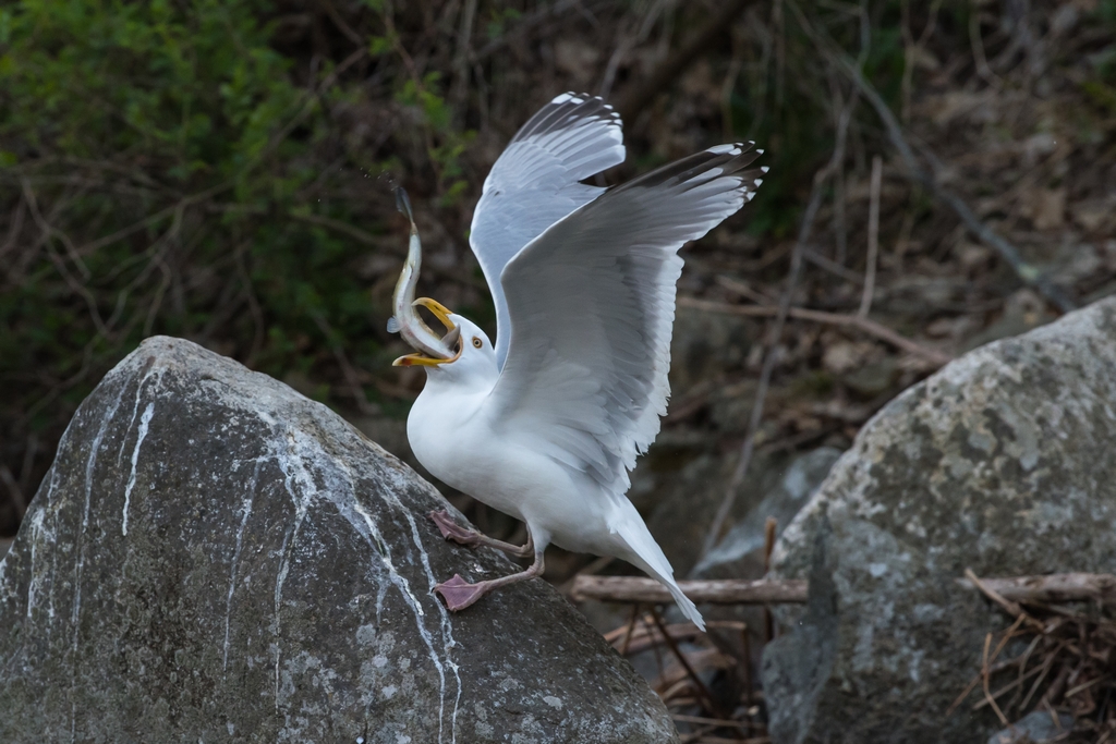 Gull swallowing a fish whole