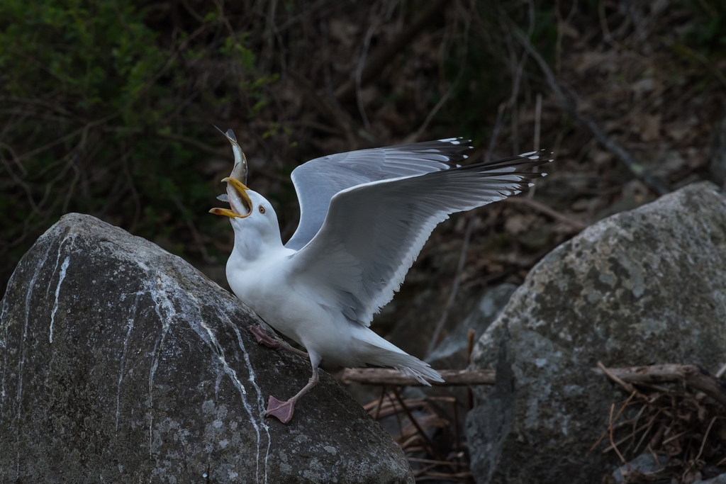 Gull swallowing a fish whole