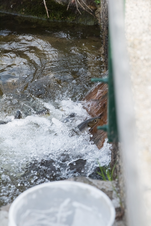 Fish at top of ladder