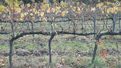 link to video of trained vines in a vineyard