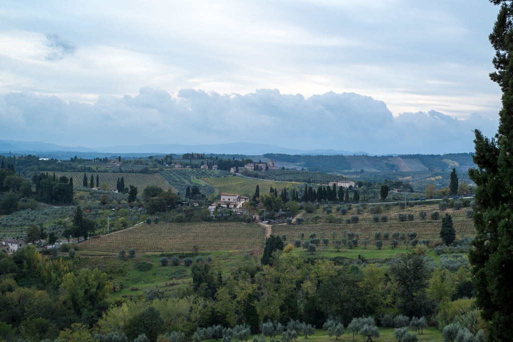 Tuscany Cyprus trees, olive orchards, and vineyards