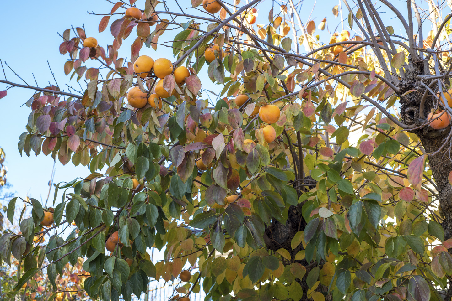 Persimmons on the tree
