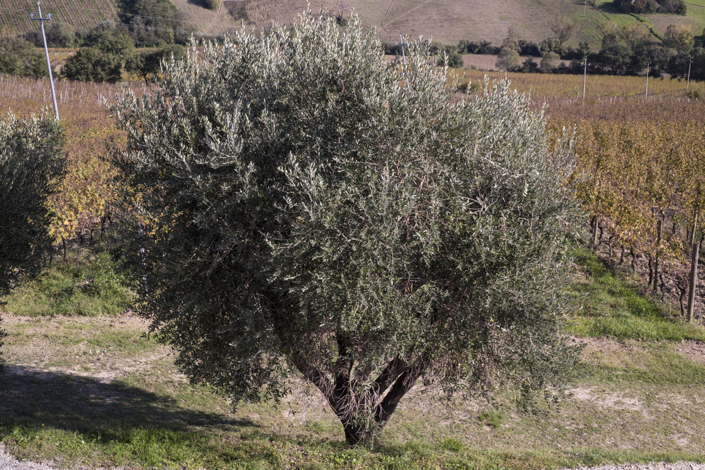An olive tree