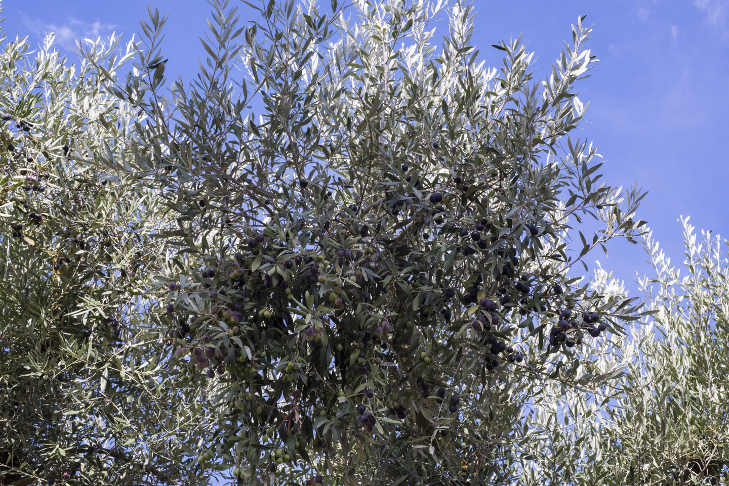 An olive tree branch loaded with olives