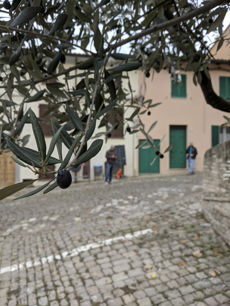 An olive on the tree