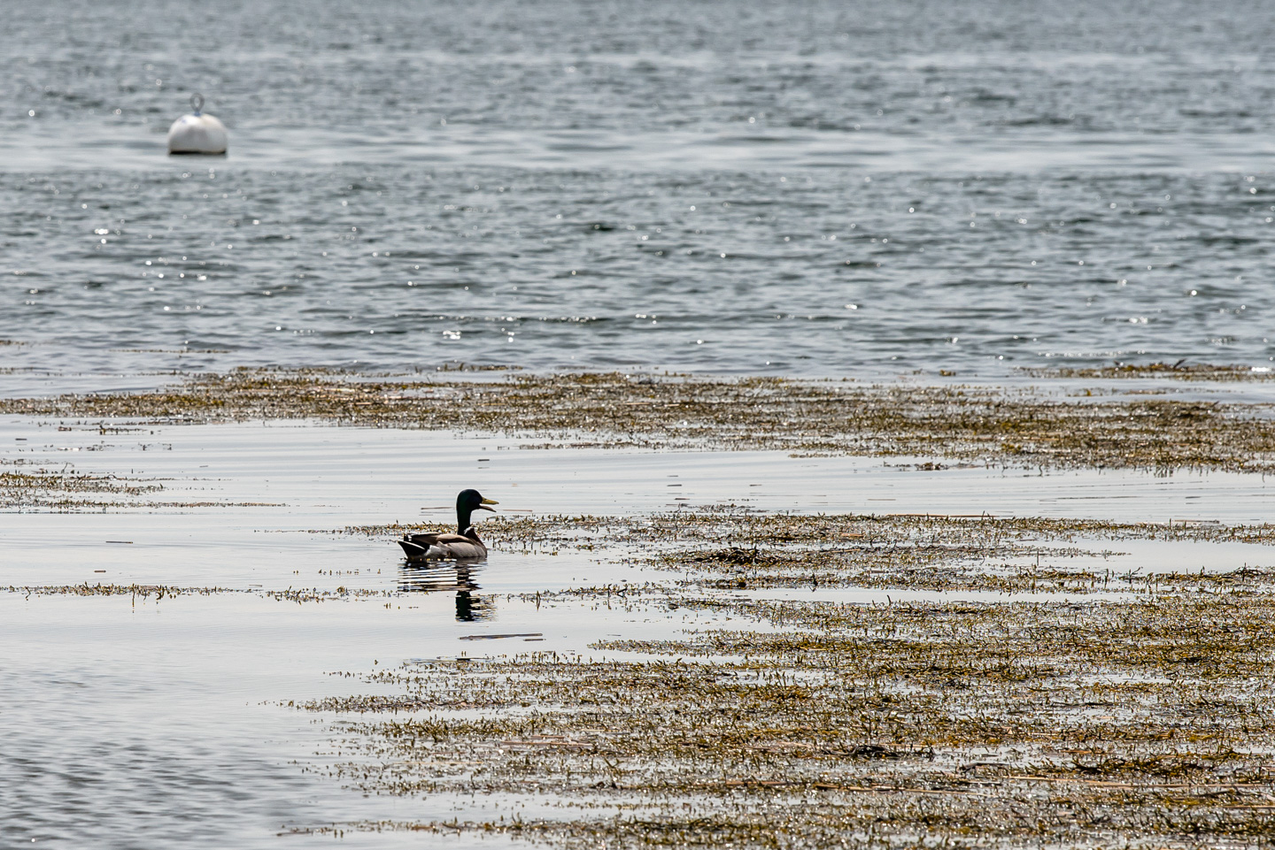 Mallard in water