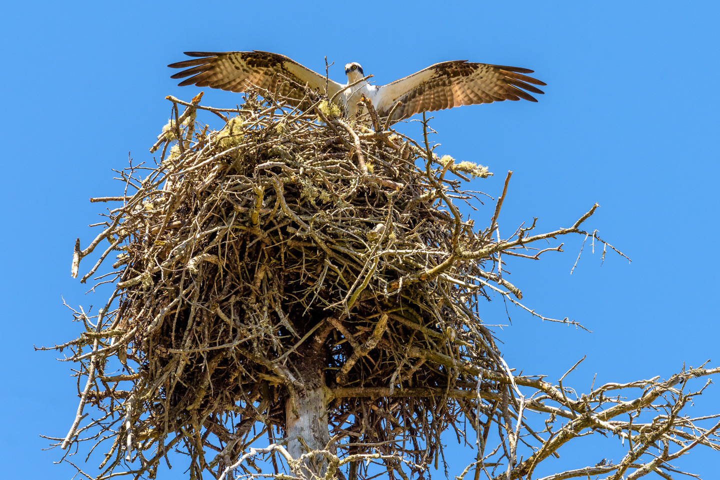 Osprey peaking above nest