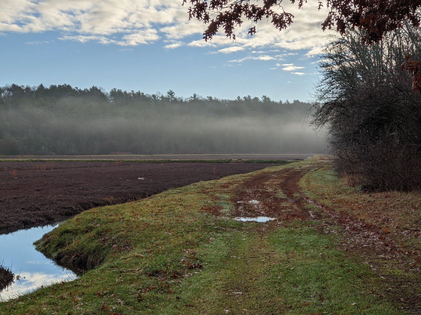 The cranberry bog