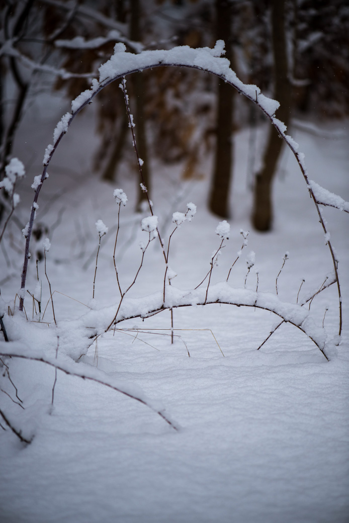 Arc made by a bent raspberry branch