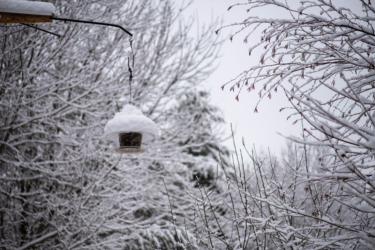 Snow covered bird feeder with trees behind it