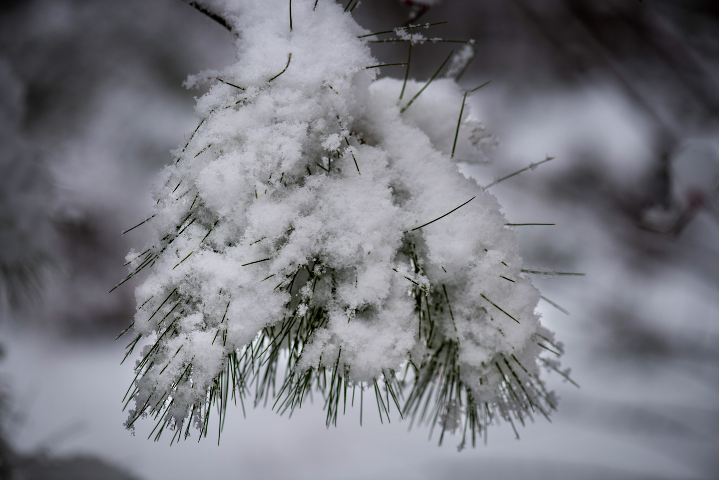 Evergreen needles covered with snow