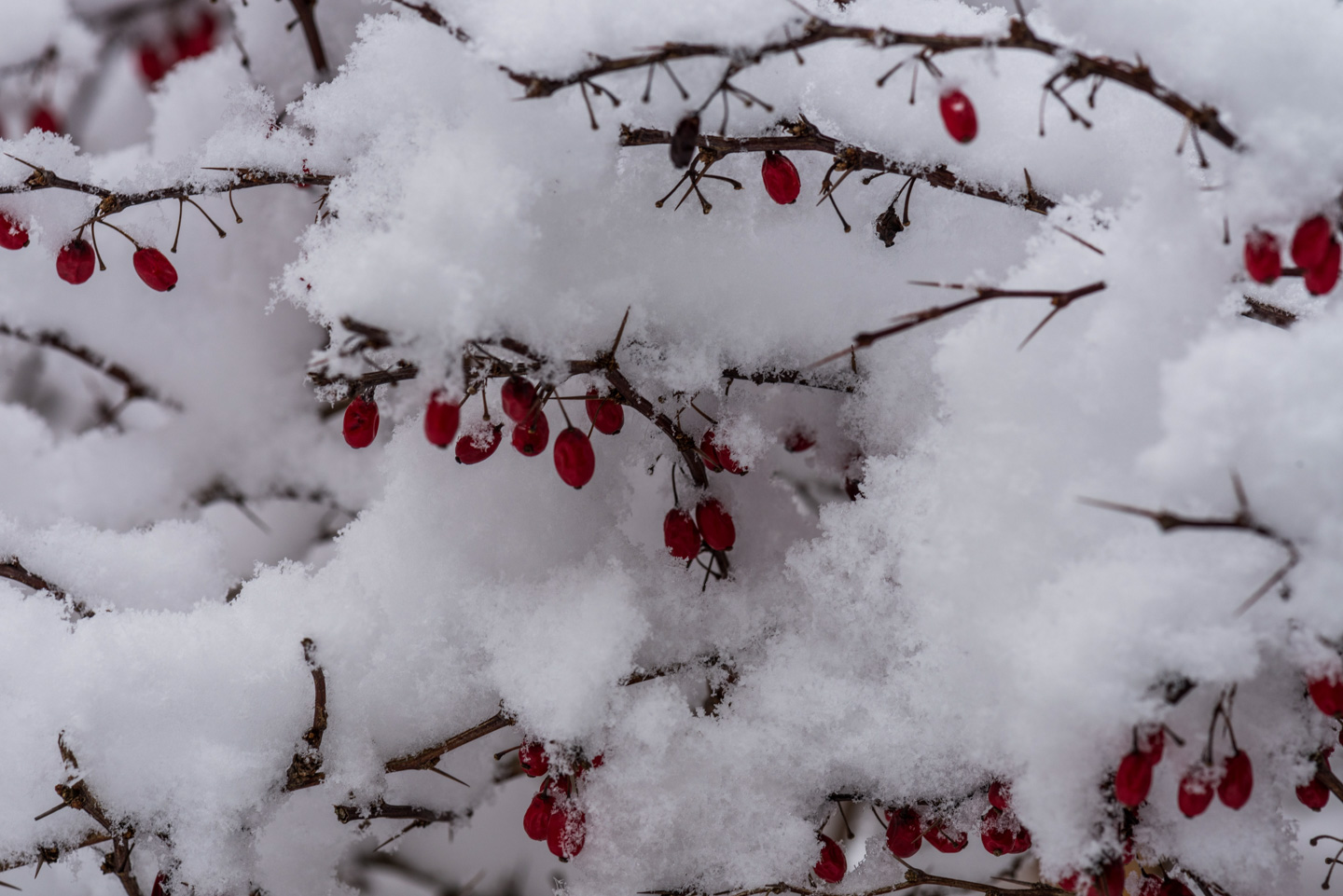 Berries in snow