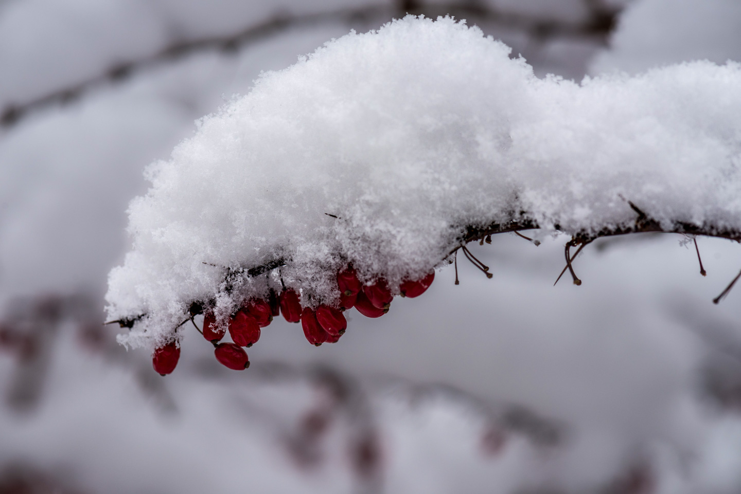 Berries in snow