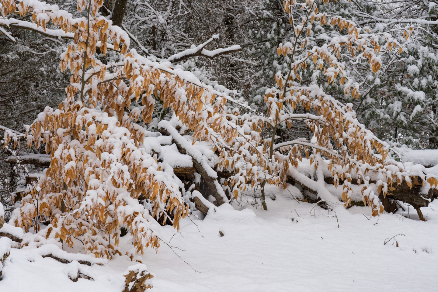 Beech trees and logs with snow on them