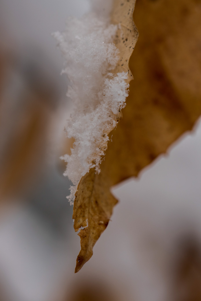 Beech leaf and snow