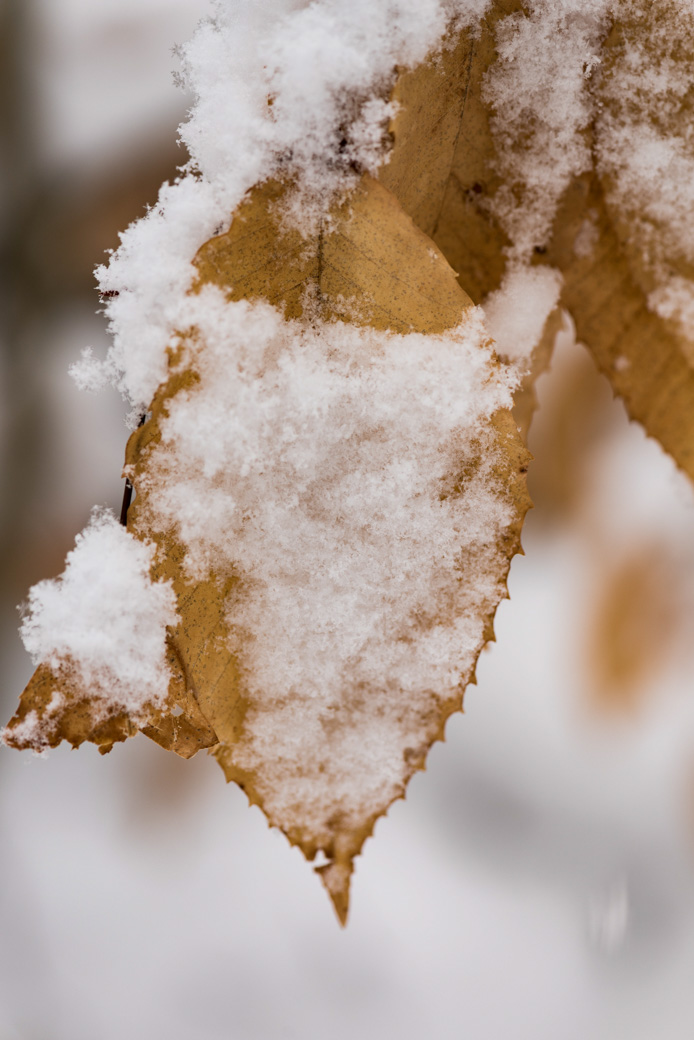 Beech leaf and snow