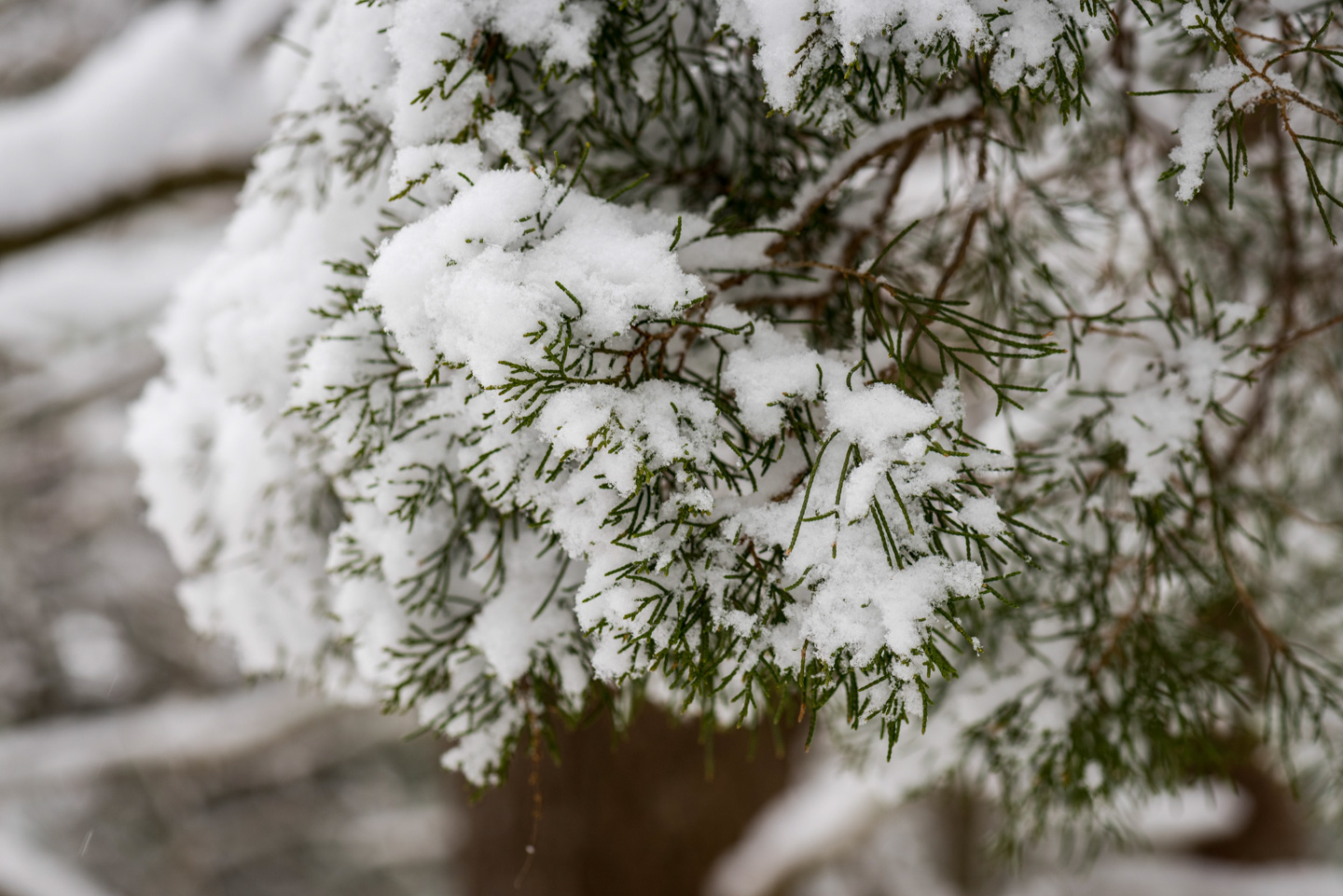 Evergreen needles covered with snow